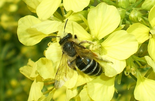 Andrena cfr vetula